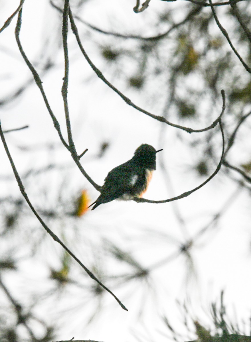 Ruby-throated Hummingbird - ML344788001