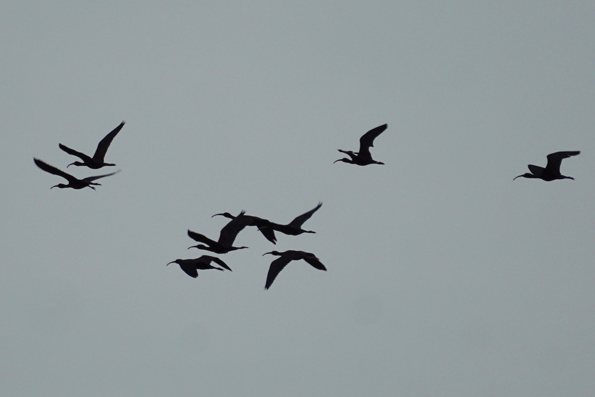 ibis hnědý - ML344788031