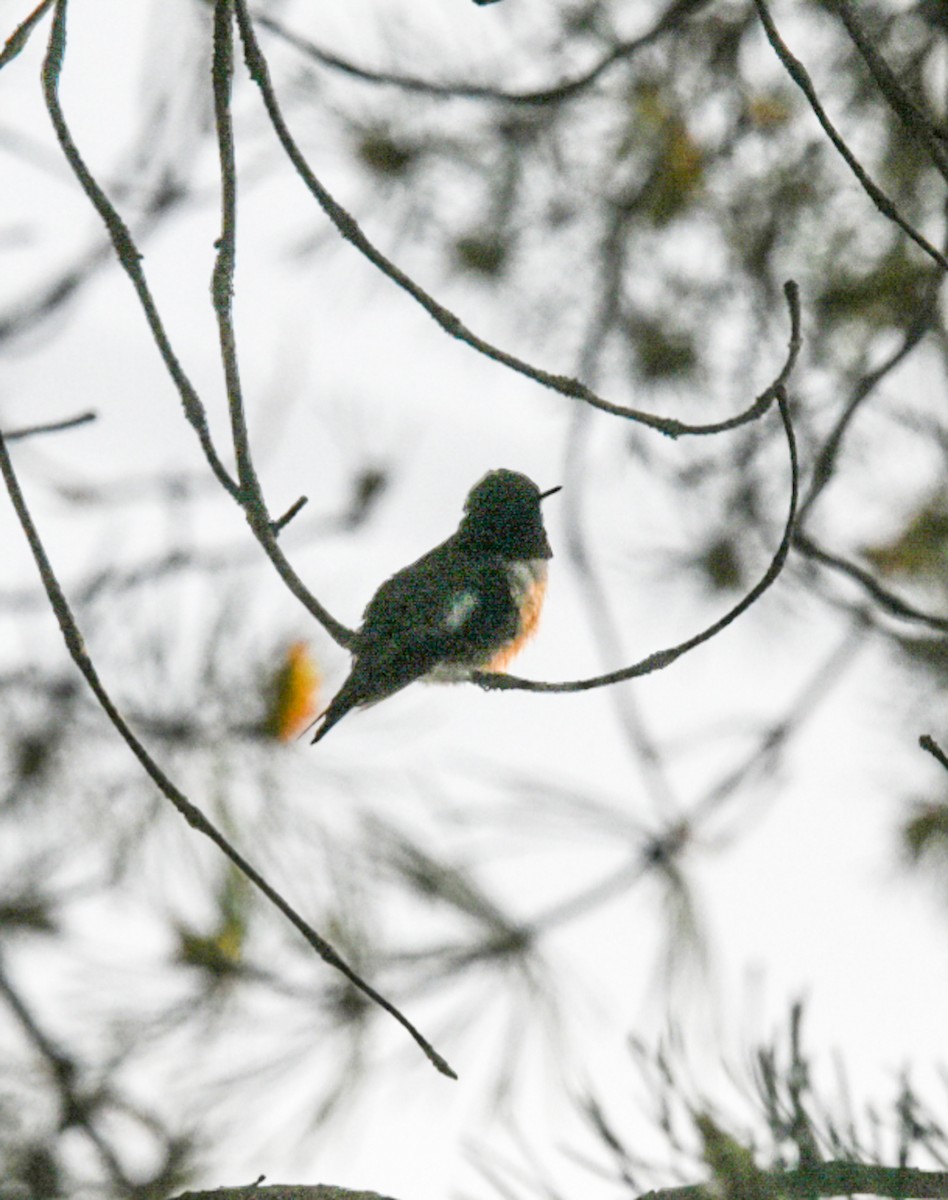 Ruby-throated Hummingbird - ML344788101