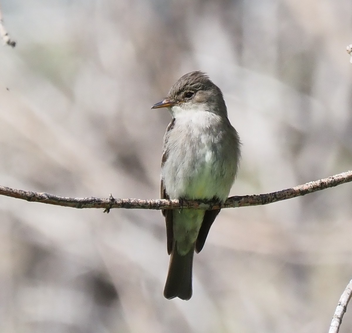 Western Wood-Pewee - Rosanne Juergens