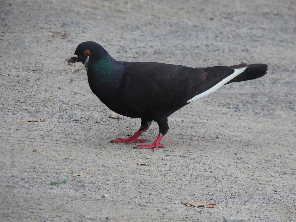 Rock Pigeon (Feral Pigeon) - ML344790991