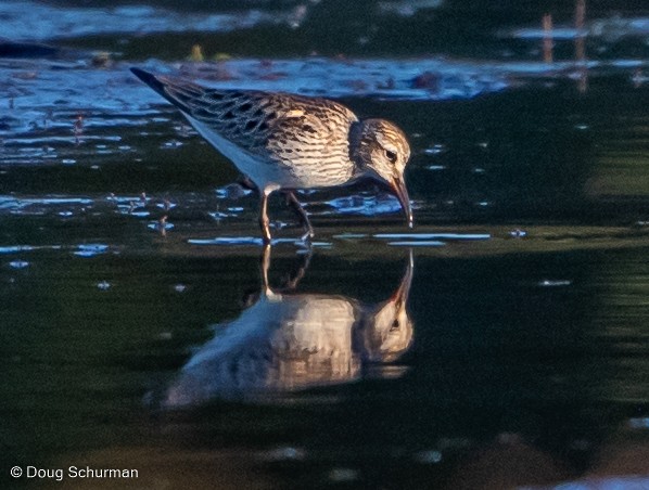 White-rumped Sandpiper - ML344791251