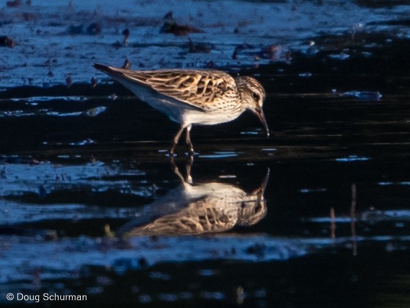 White-rumped Sandpiper - ML344791261