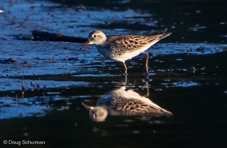 White-rumped Sandpiper - ML344791271