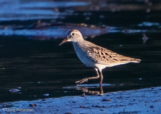 White-rumped Sandpiper - ML344791281