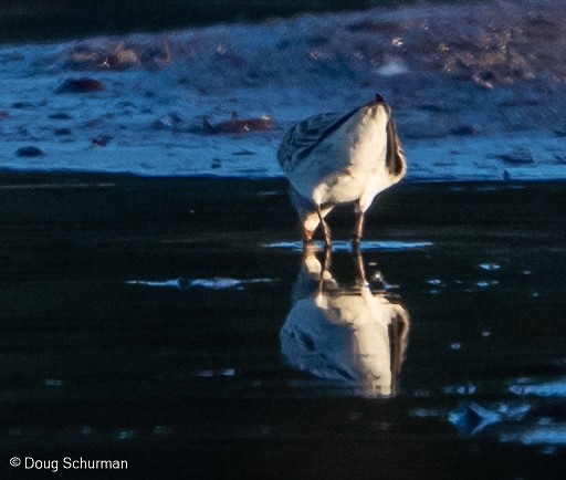 White-rumped Sandpiper - ML344791291