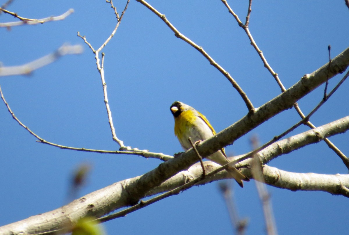 Lawrence's Goldfinch - ML344795031