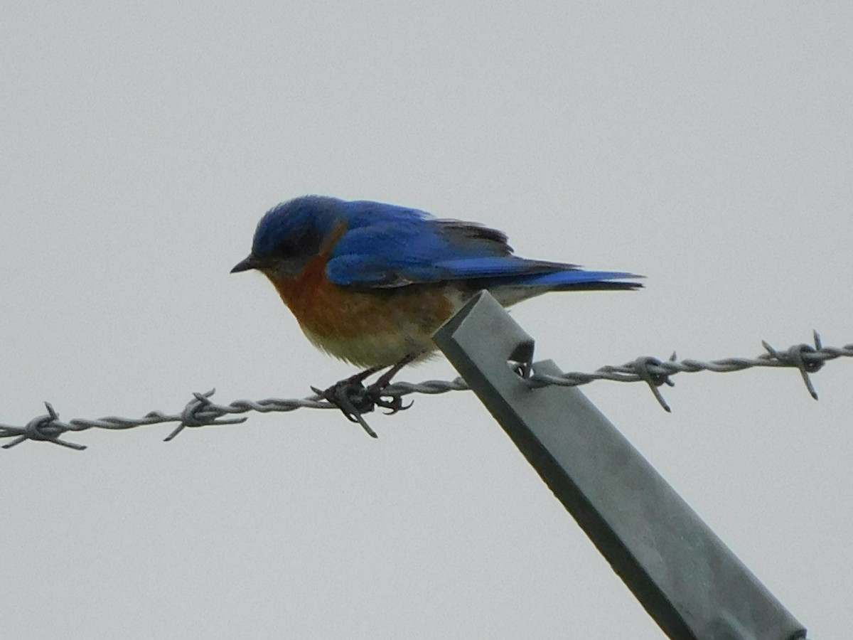 Eastern Bluebird - ML344795491