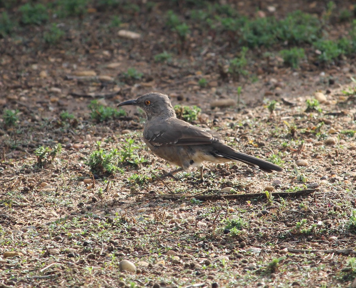 Curve-billed Thrasher - Jessie  Brantwein