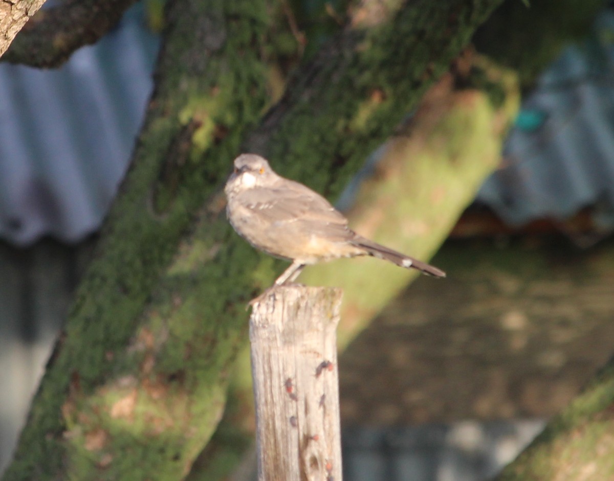 Curve-billed Thrasher - ML34479701