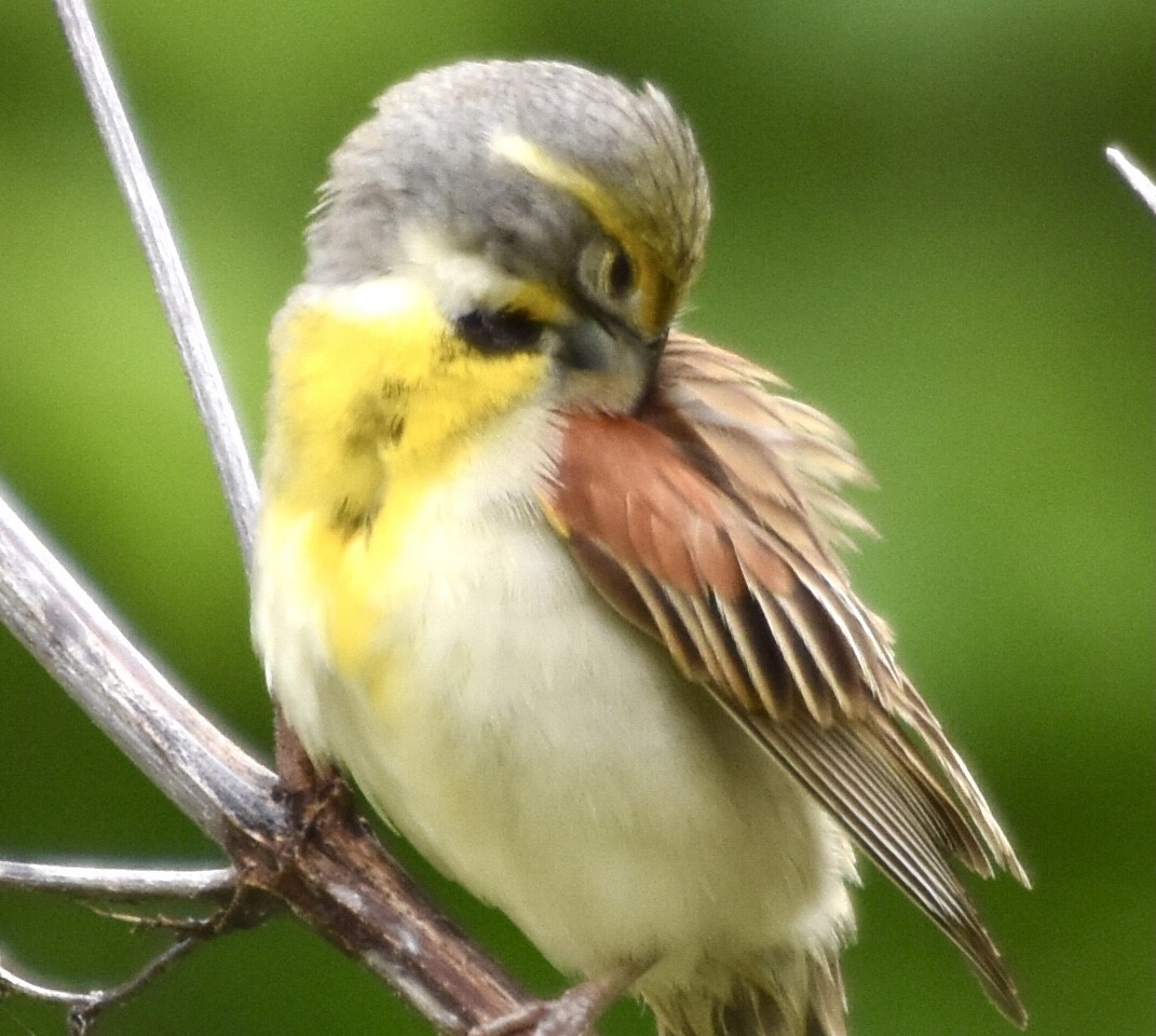 Dickcissel - ML344798701