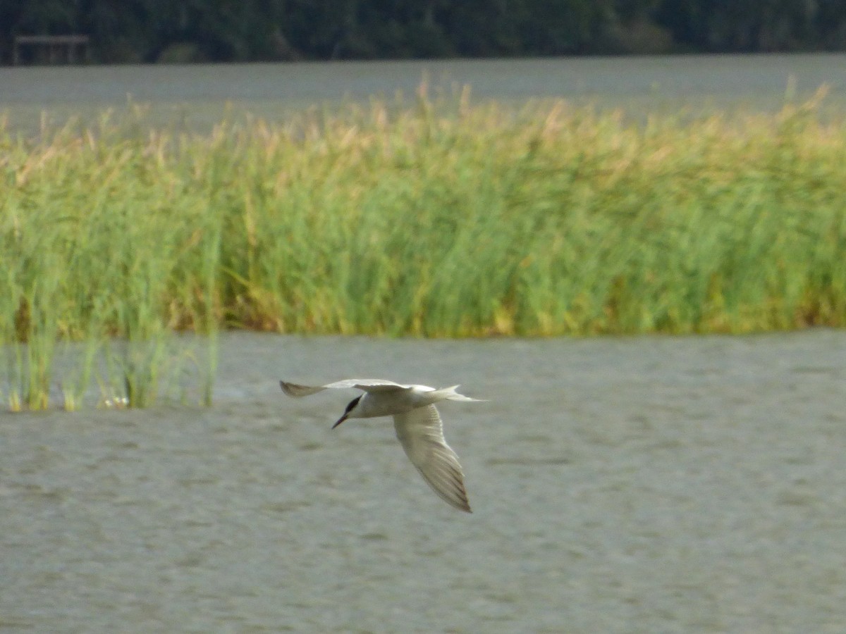 Common Tern - ML34479921