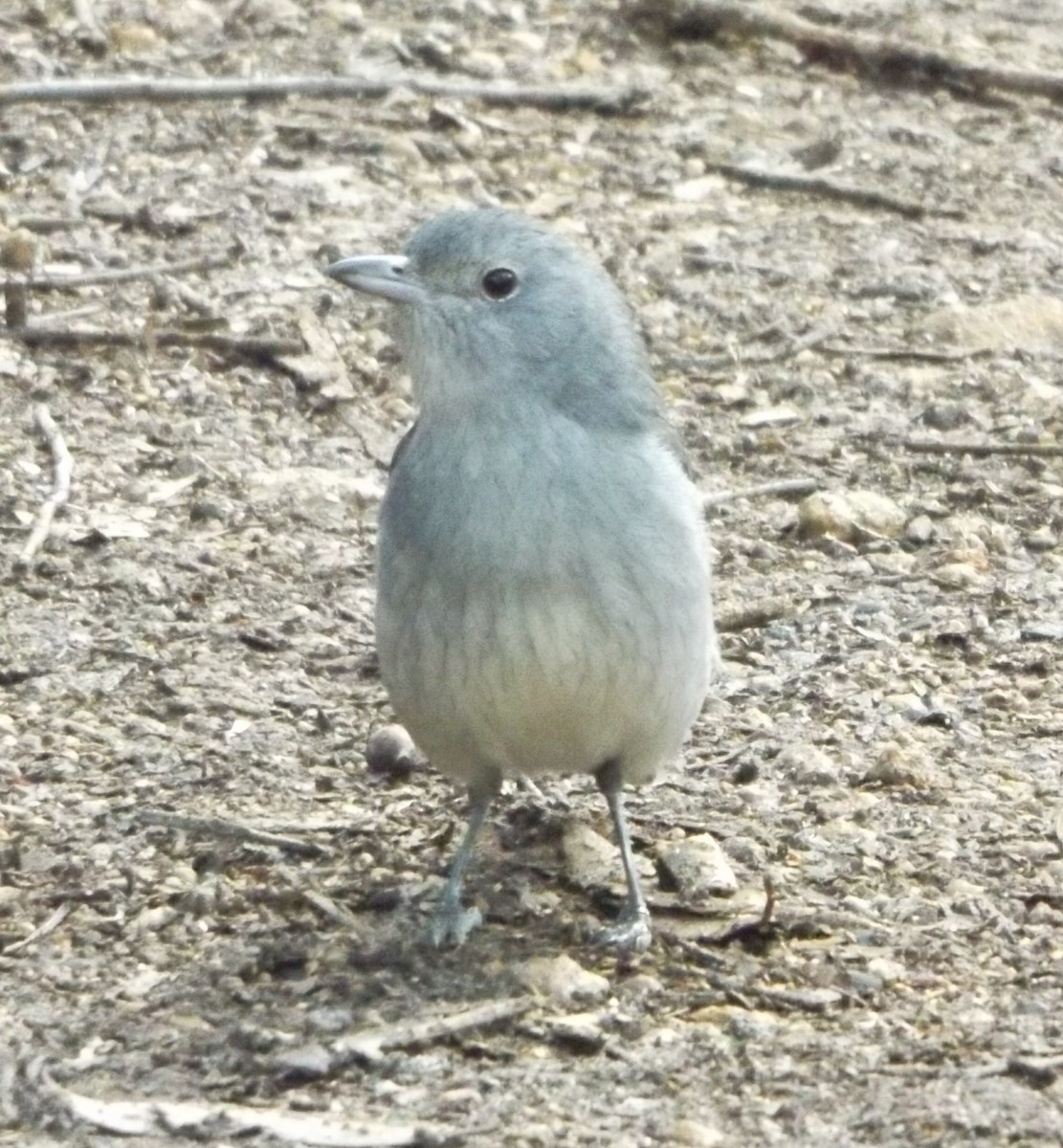 Gray Shrikethrush - Rodney Macready