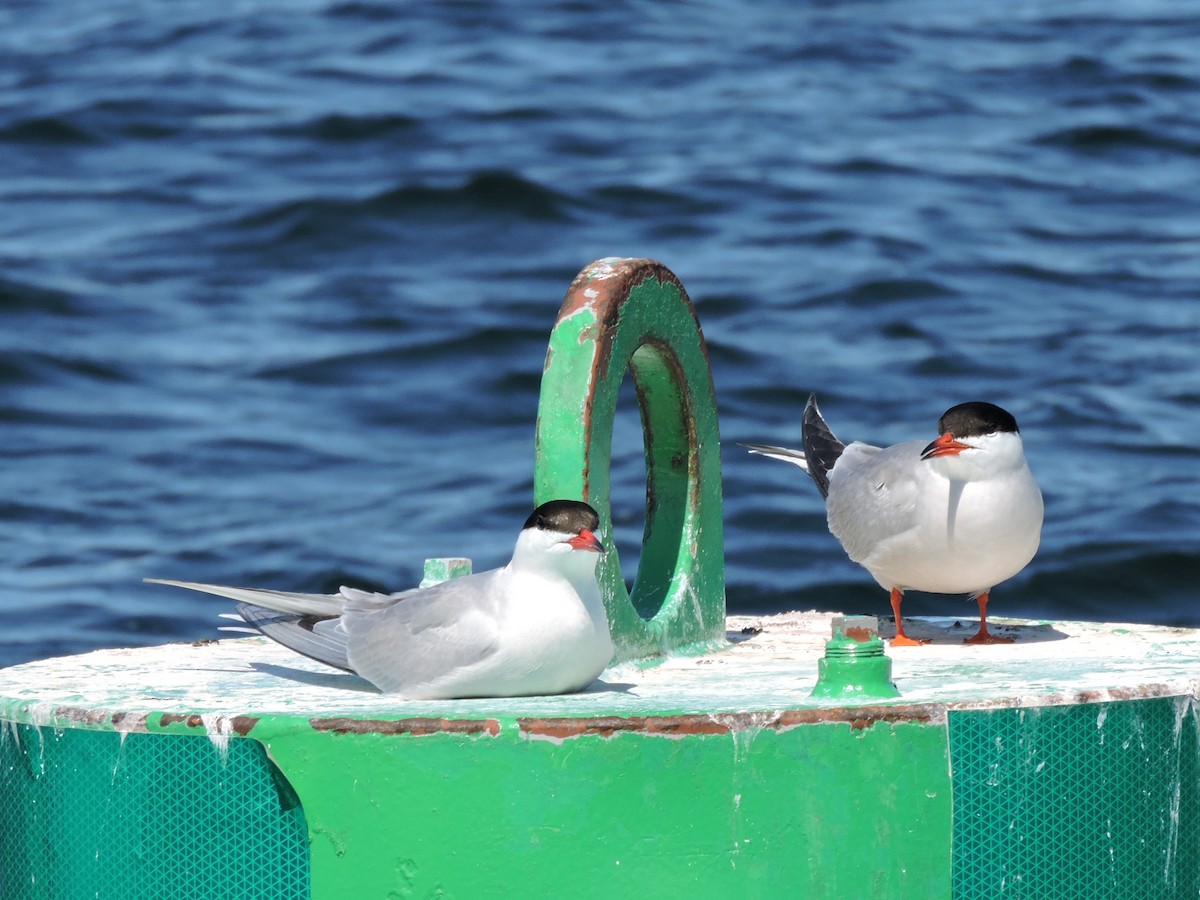 Common Tern - ML344805841