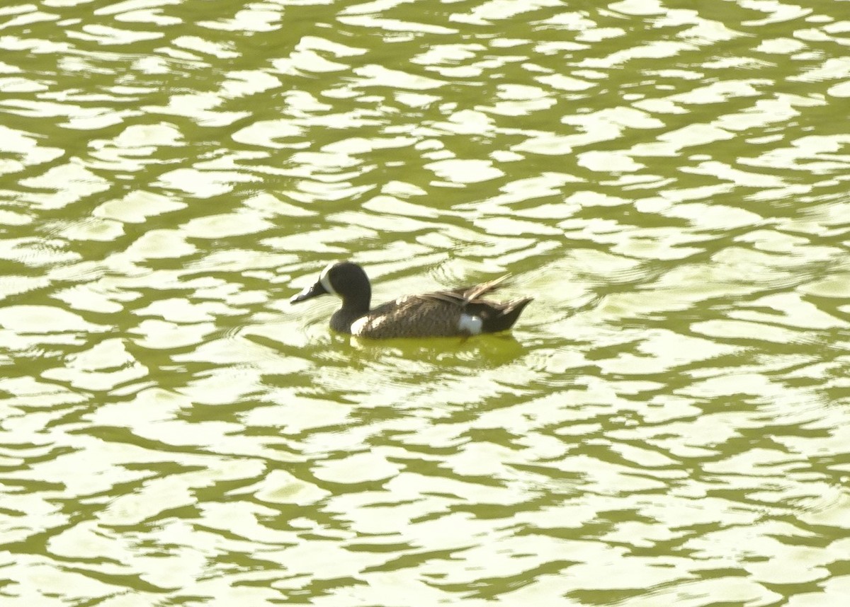 Blue-winged Teal - ML344806571