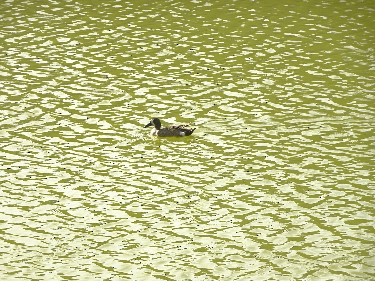 Blue-winged Teal - ML344806821