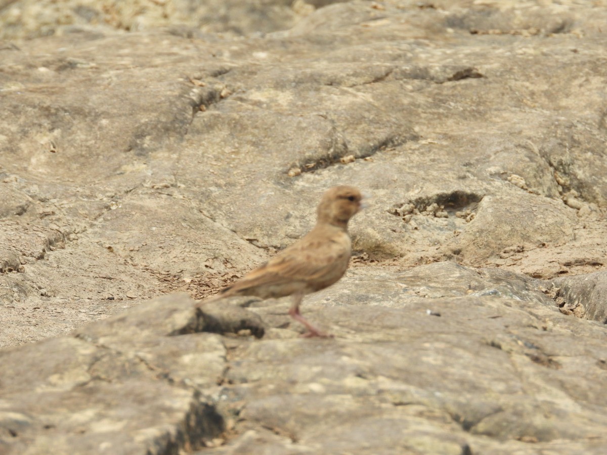 Ashy-crowned Sparrow-Lark - ML344807141