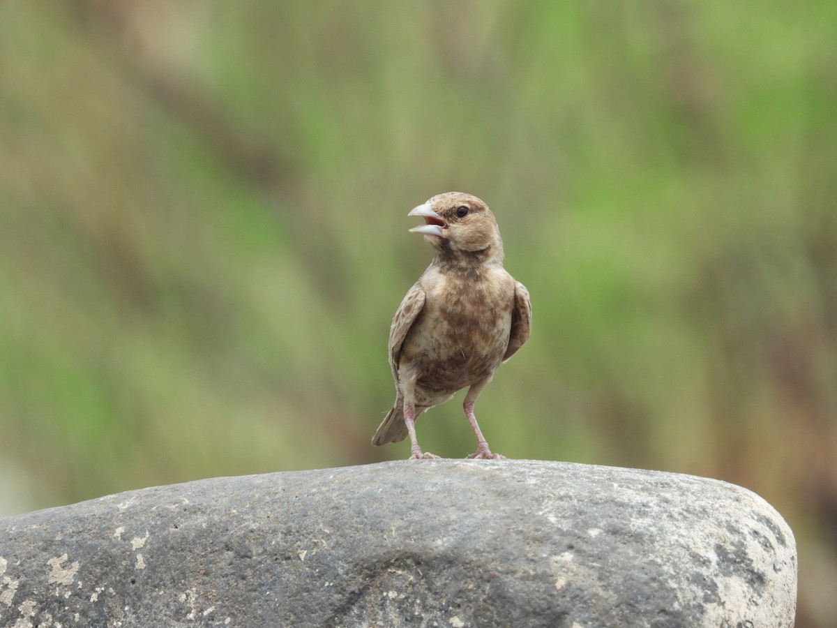 Ashy-crowned Sparrow-Lark - ML344807171