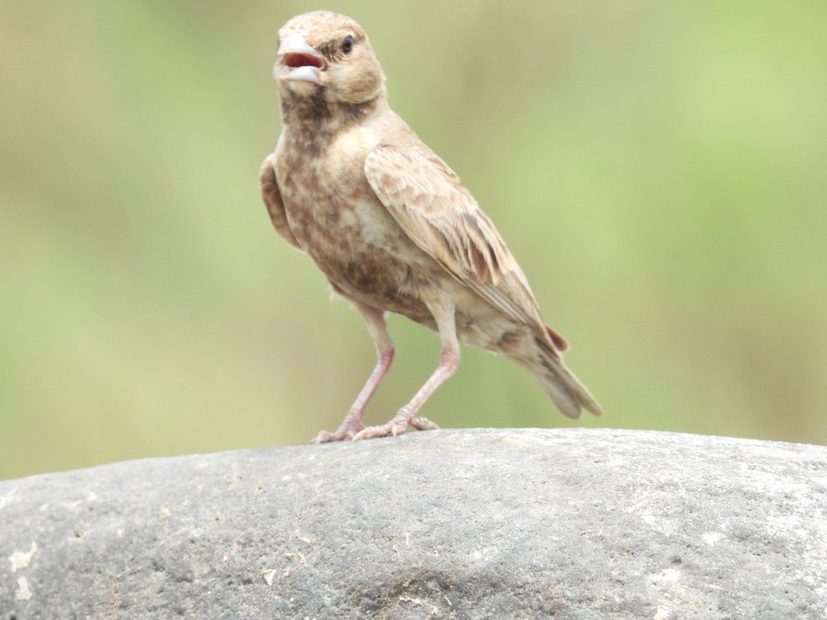 Ashy-crowned Sparrow-Lark - ML344807181