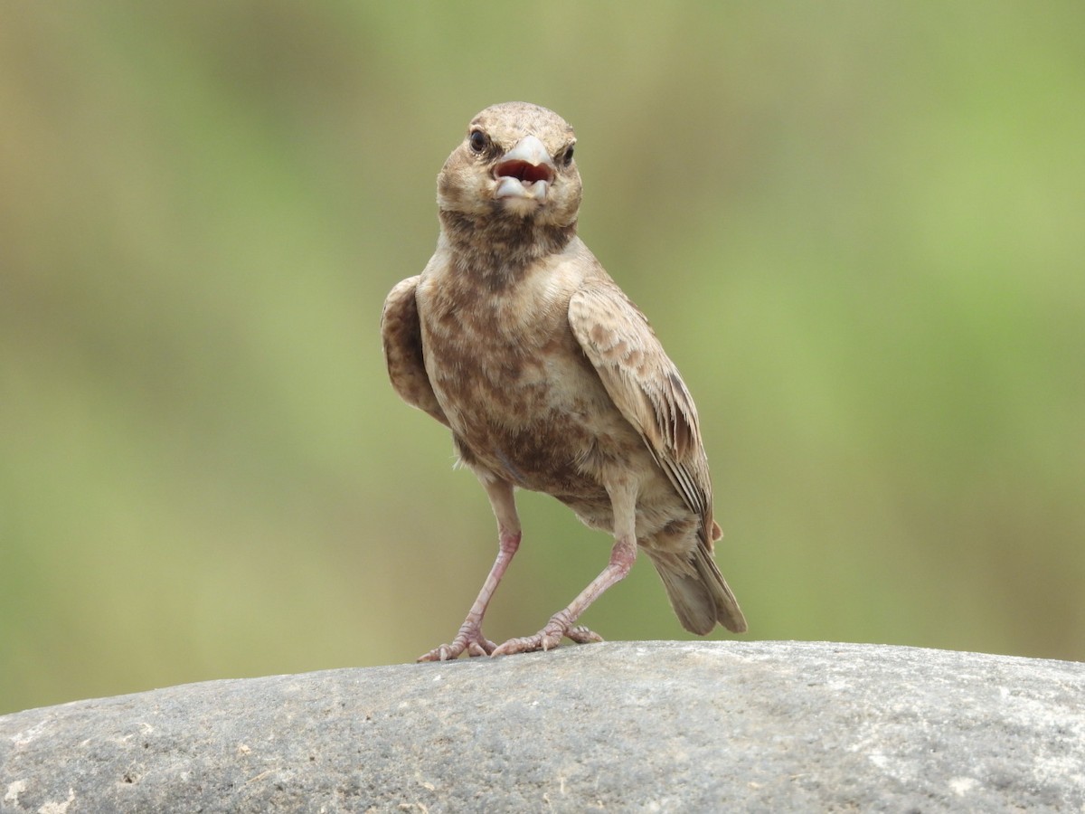 Ashy-crowned Sparrow-Lark - ML344807191