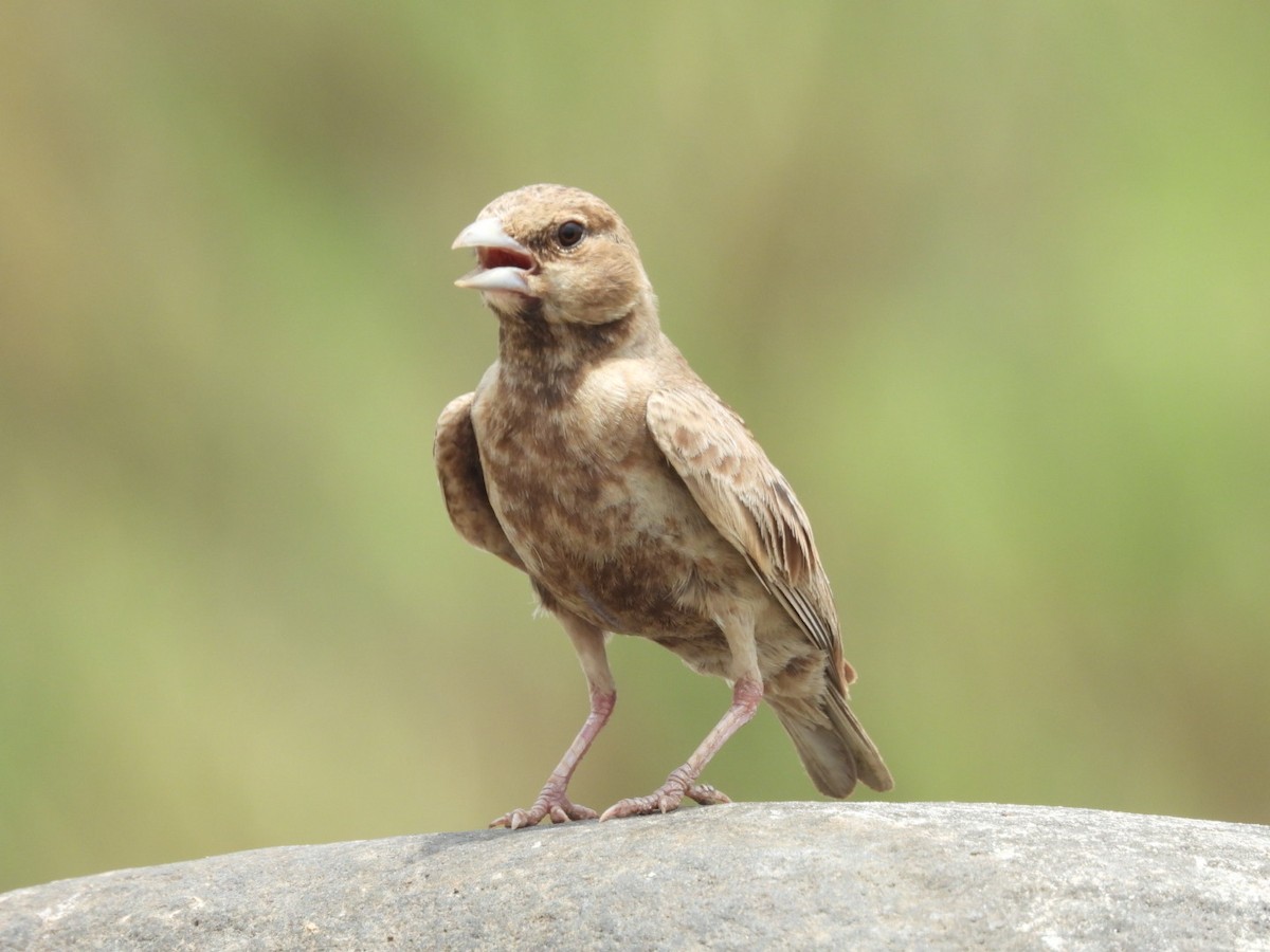 Ashy-crowned Sparrow-Lark - ML344807221