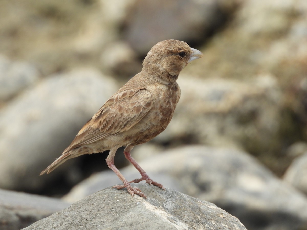 Ashy-crowned Sparrow-Lark - ML344807231