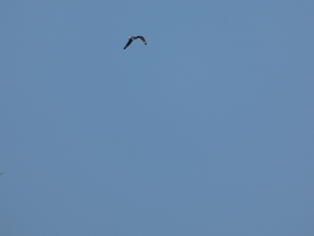 Franklin's Gull - ML344809901