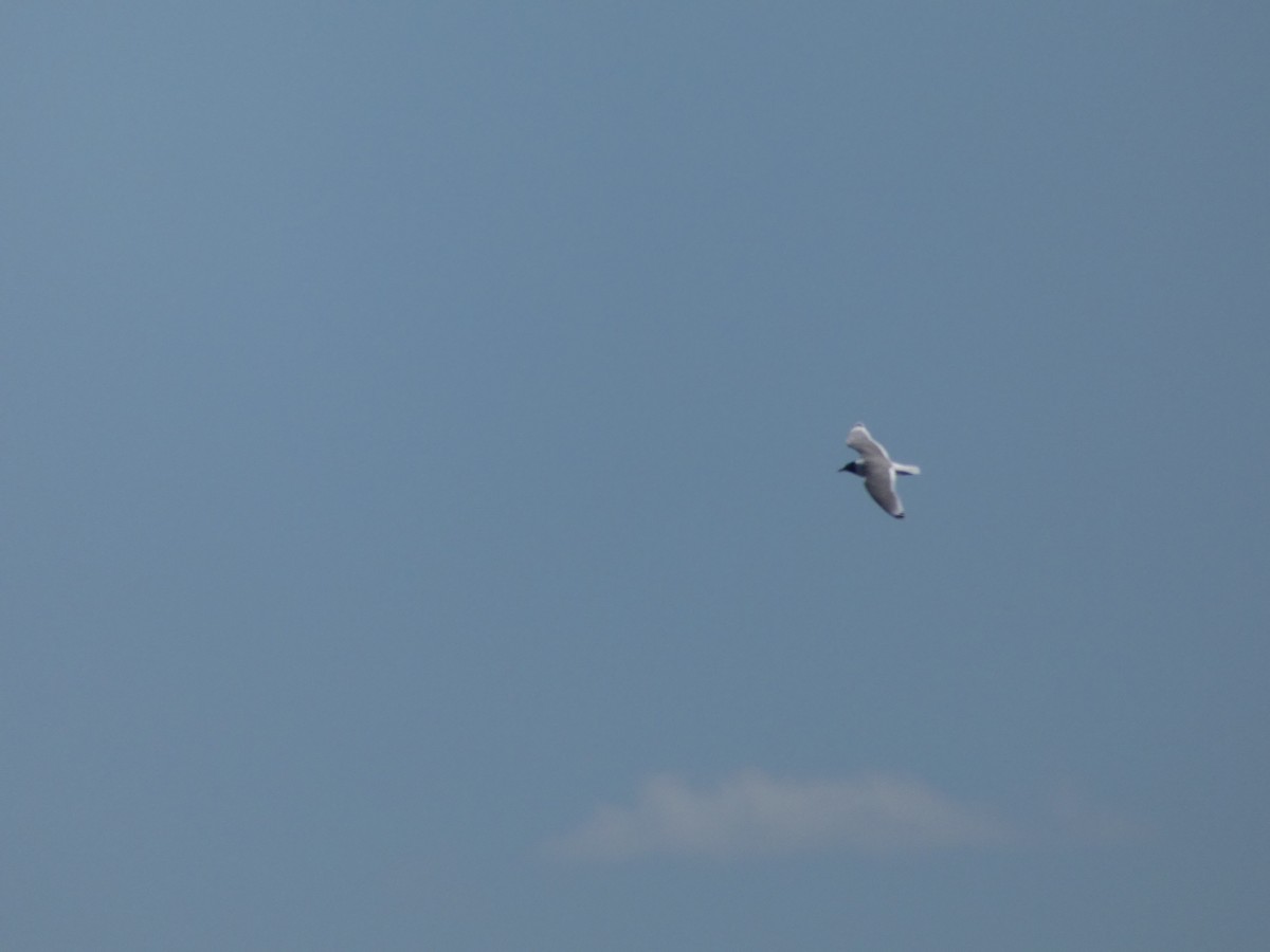 Franklin's Gull - ML344810081