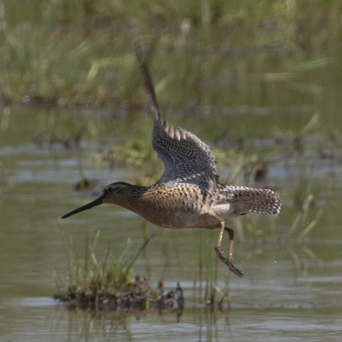 Short-billed Dowitcher - ML344810621