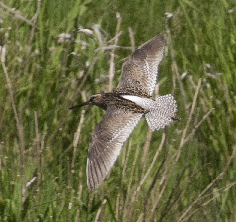 Short-billed Dowitcher - ML344810661