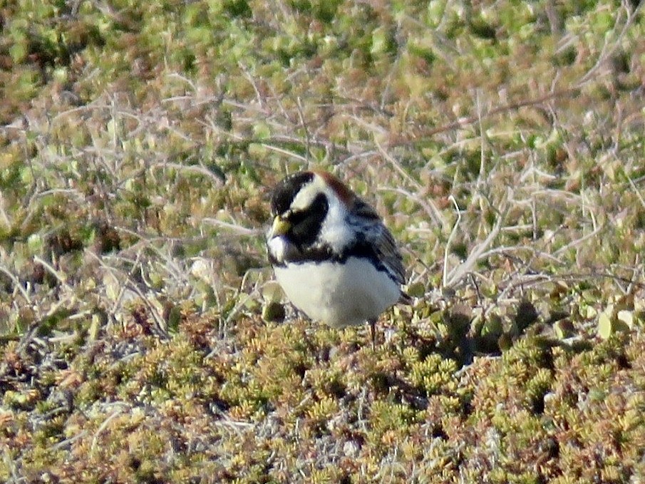 Lapland Longspur - ML344810681