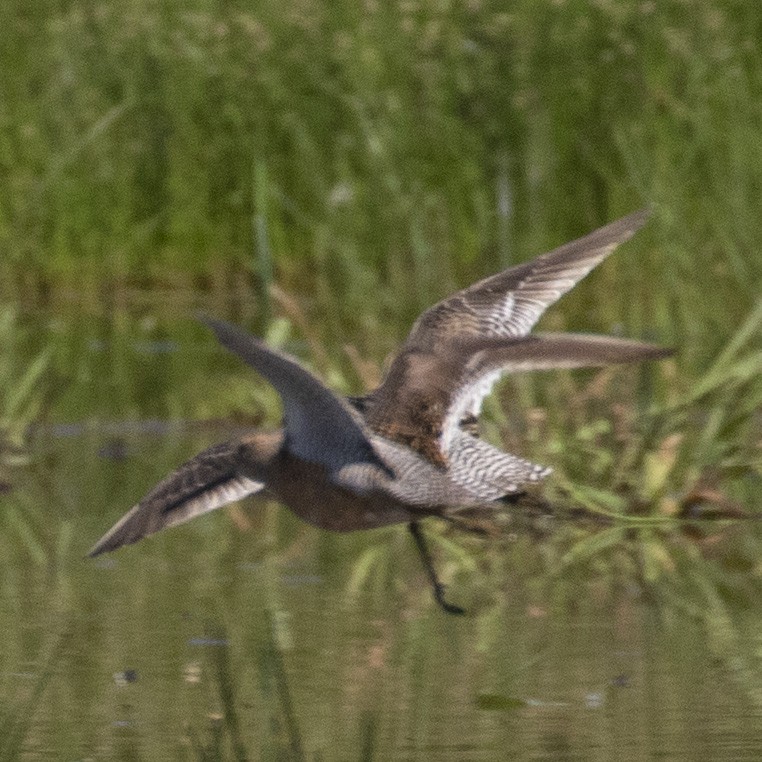 Short-billed Dowitcher - ML344810701