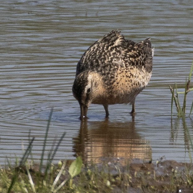 Short-billed Dowitcher - ML344810881