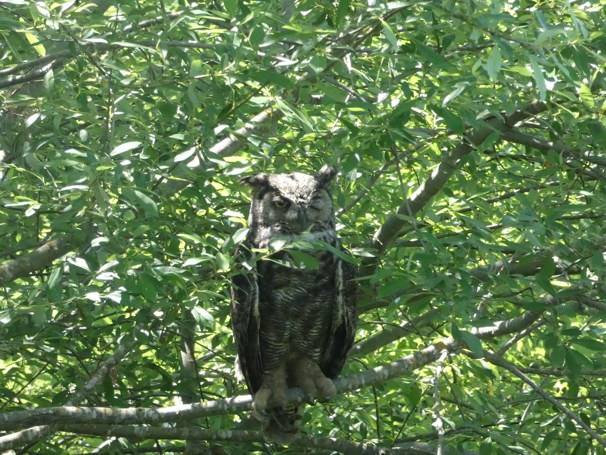 Great Horned Owl - ML344811031