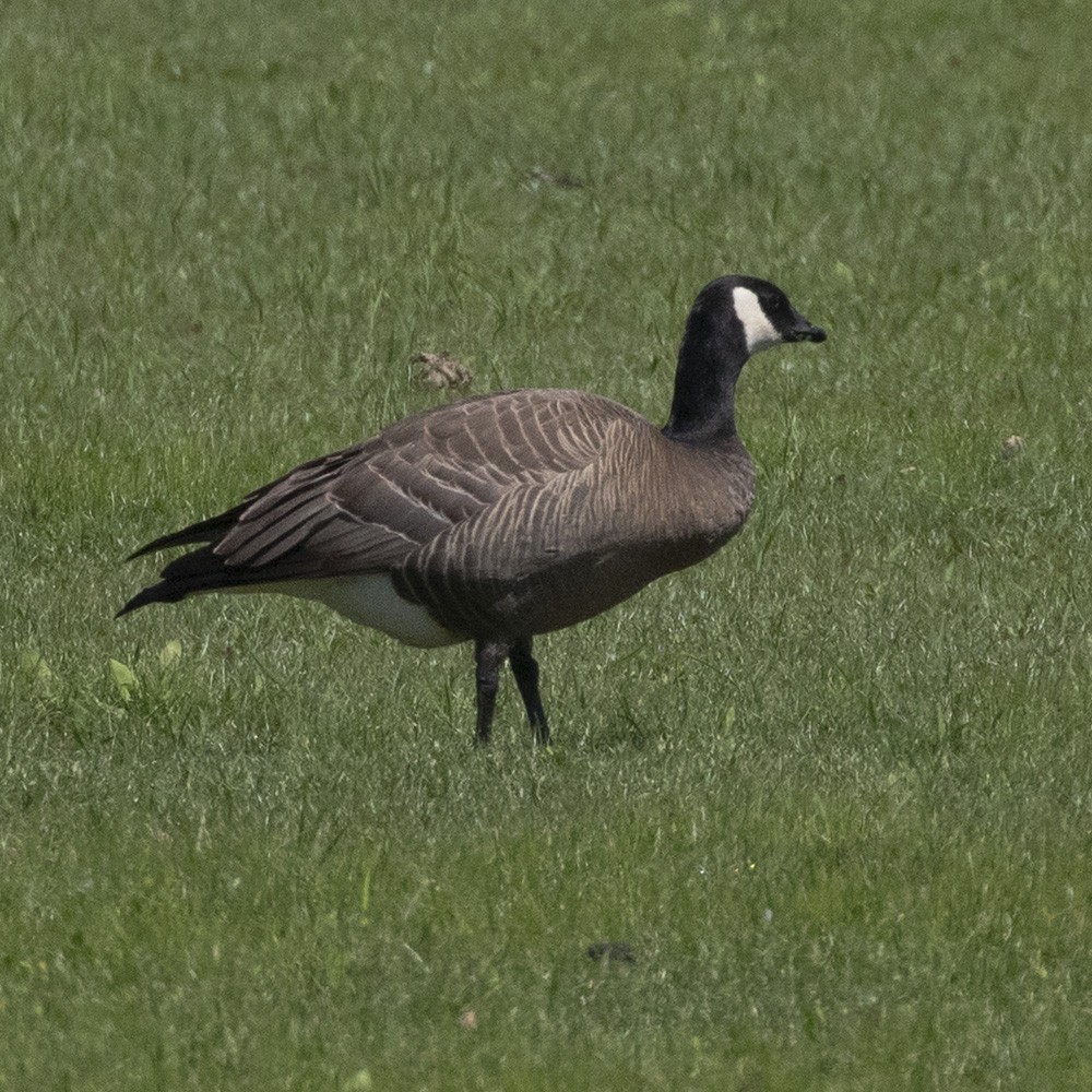 Cackling Goose - ML344811041