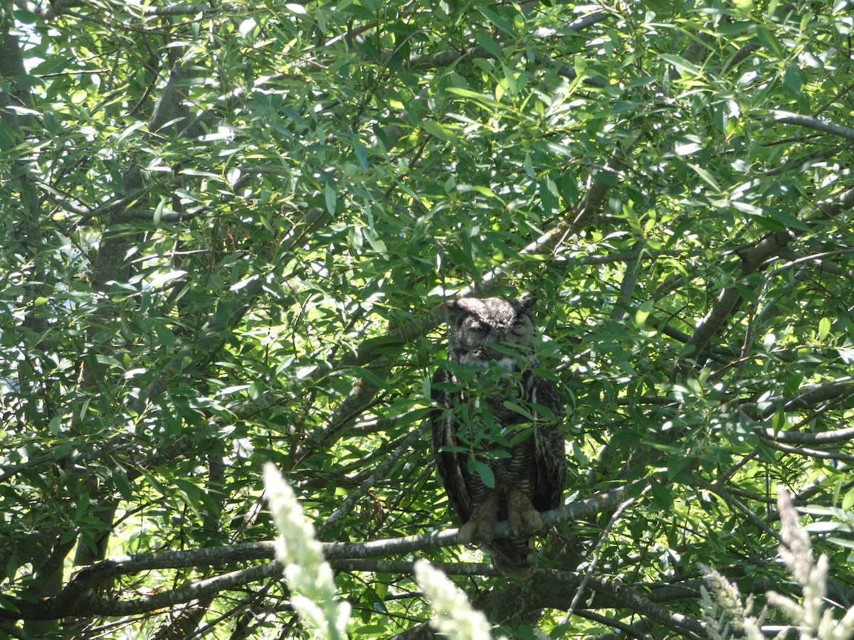 Great Horned Owl - ML344811051