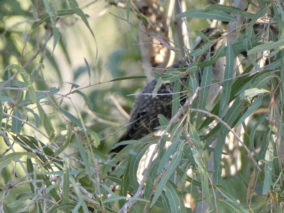 Pacific Koel - ML344812671