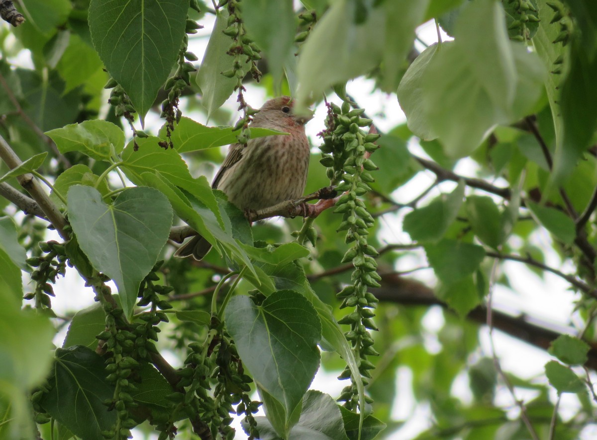 House Finch - ML344812941