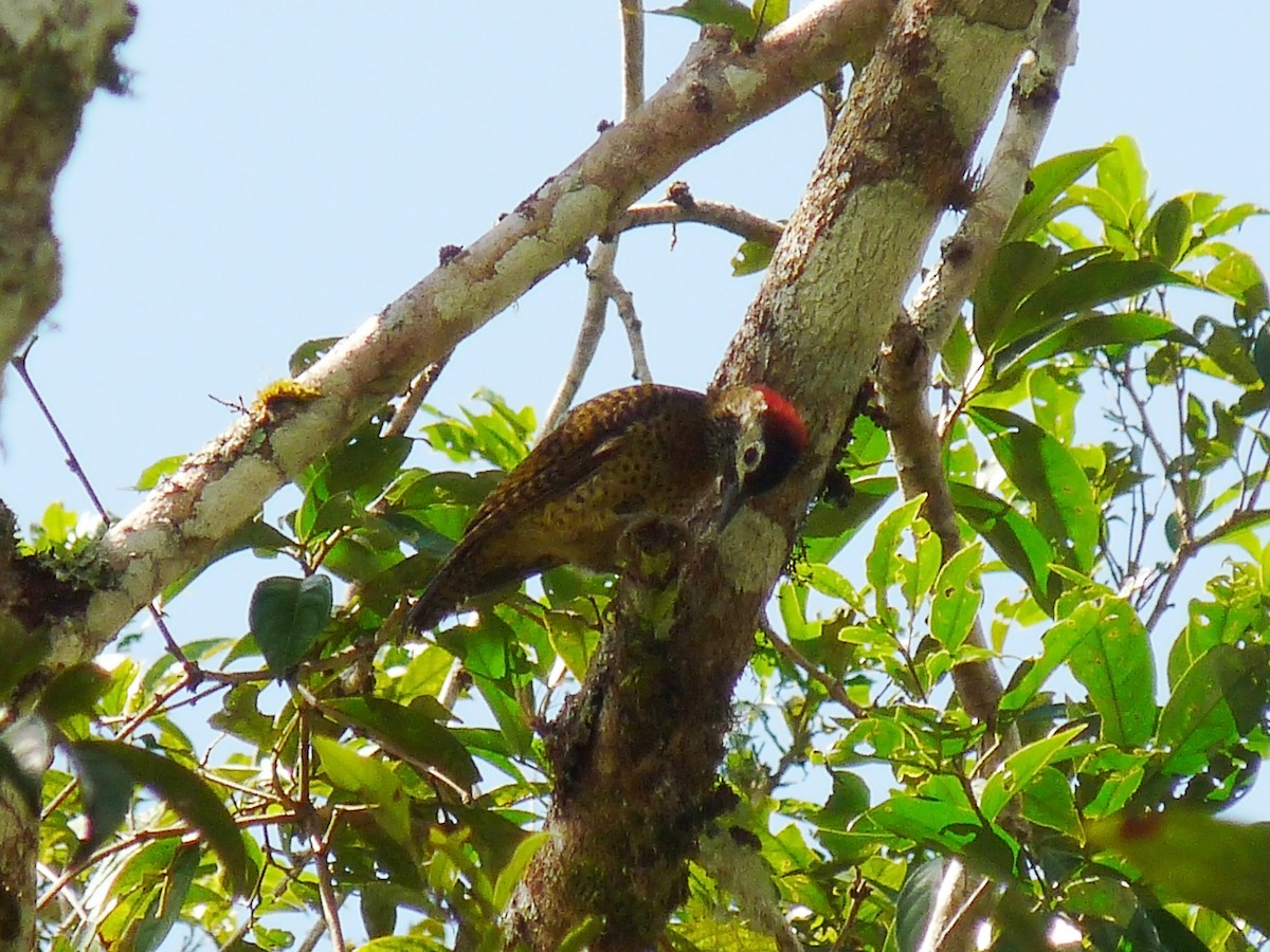 Spot-breasted Woodpecker - ML34481331