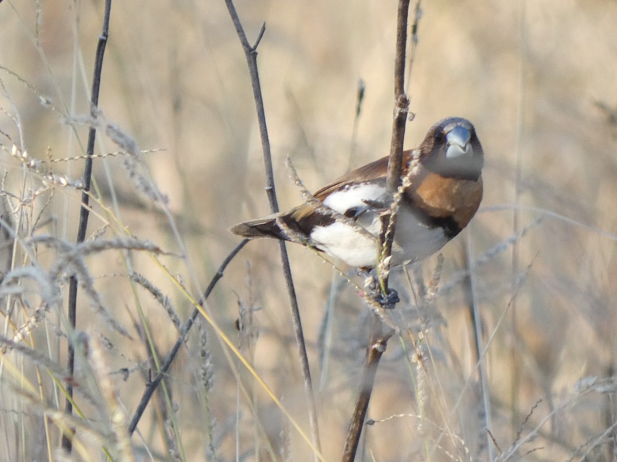 Chestnut-breasted Munia - ML344813631