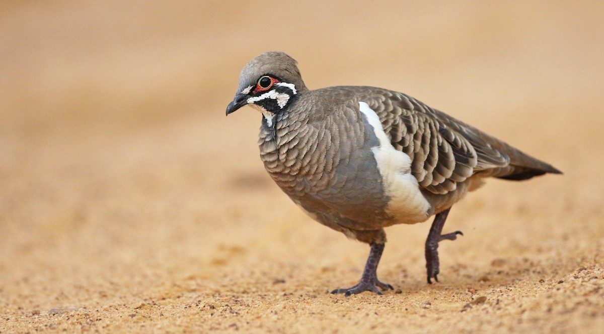 Squatter Pigeon - Luke Seitz