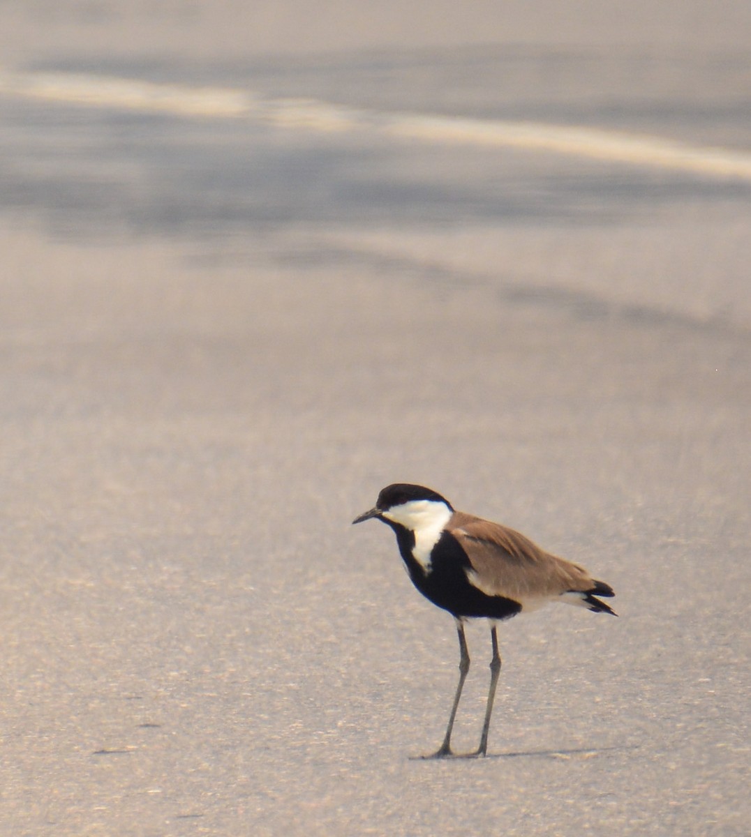 Spur-winged Lapwing - ML344813941