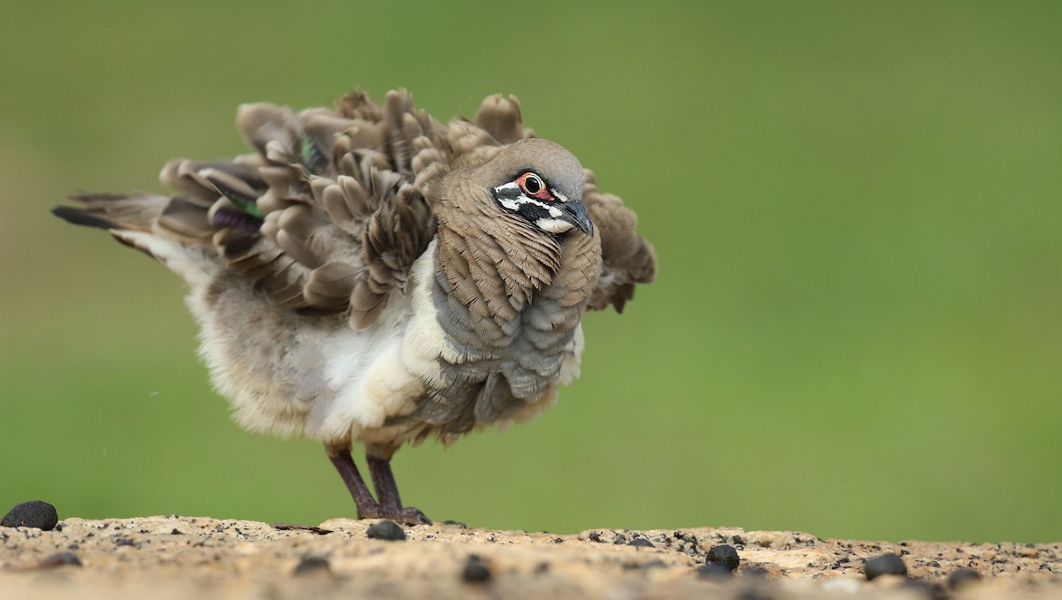 Squatter Pigeon - ML34481481