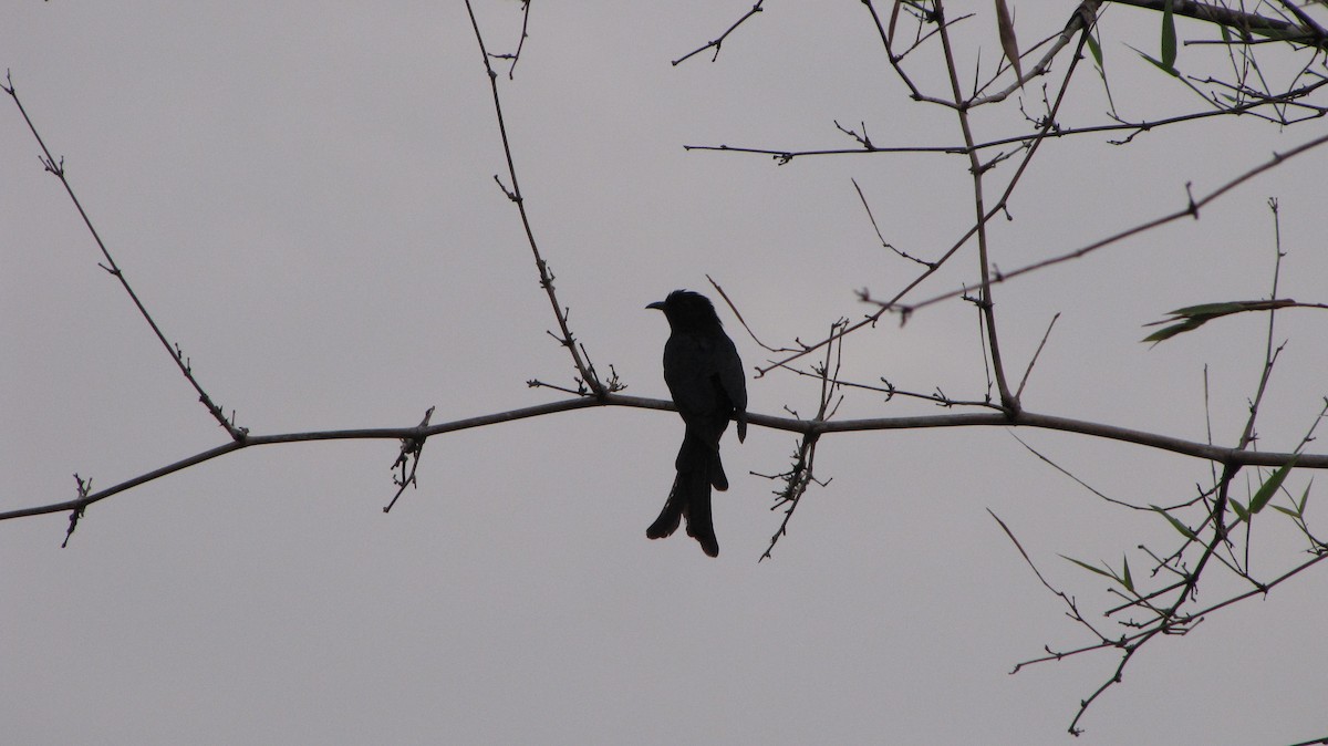 Çatal Kuyruklu Drongo Guguğu - ML34481541