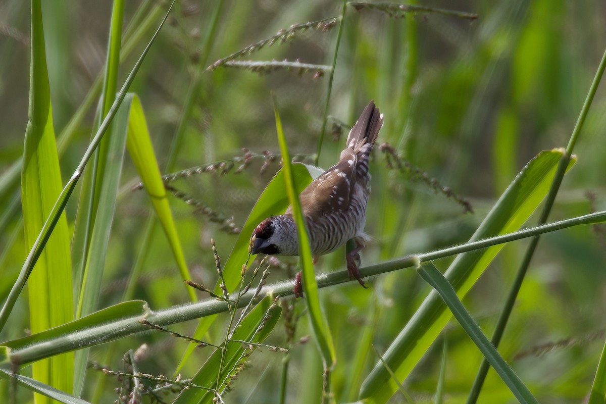 Plum-headed Finch - ML344815781