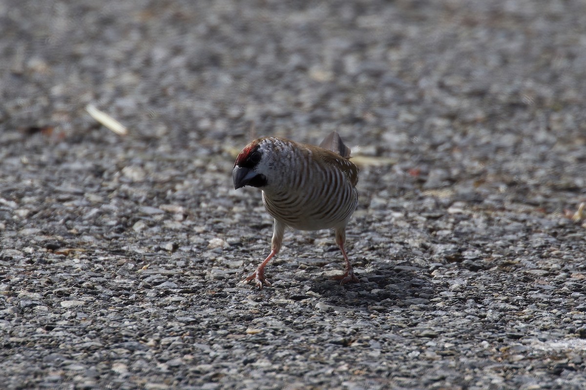 Plum-headed Finch - Dennis Devers