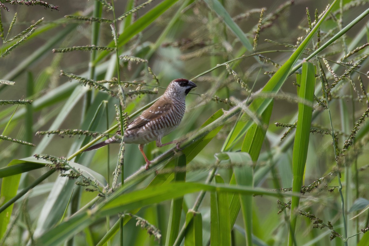 Plum-headed Finch - Dennis Devers