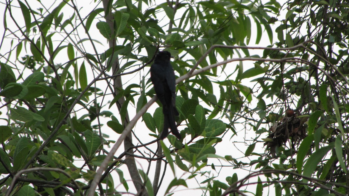 Çatal Kuyruklu Drongo Guguğu - ML34481611