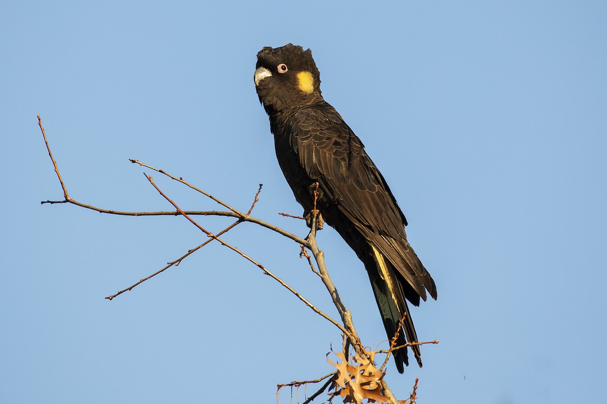 Yellow-tailed Black-Cockatoo - steffi jurd