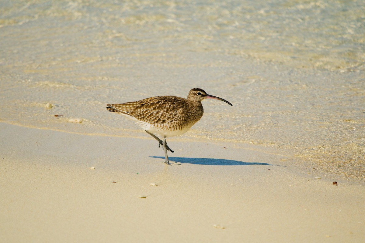 Whimbrel - ML344817231